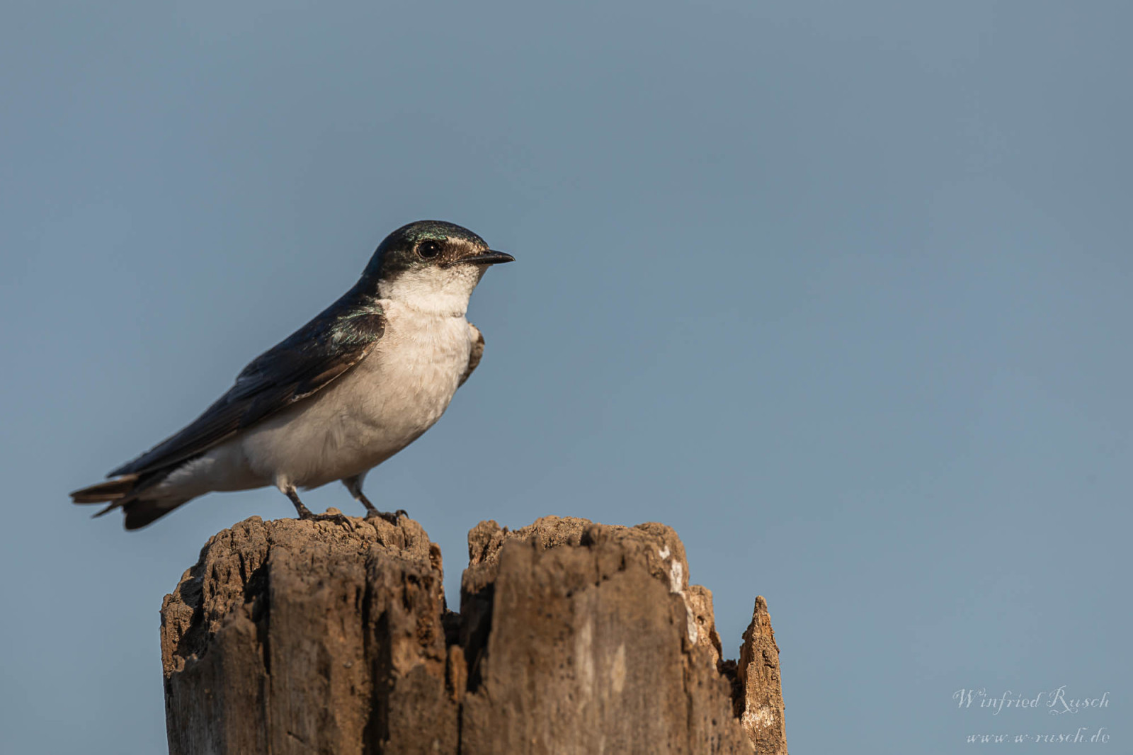 image Mangrove Swallow